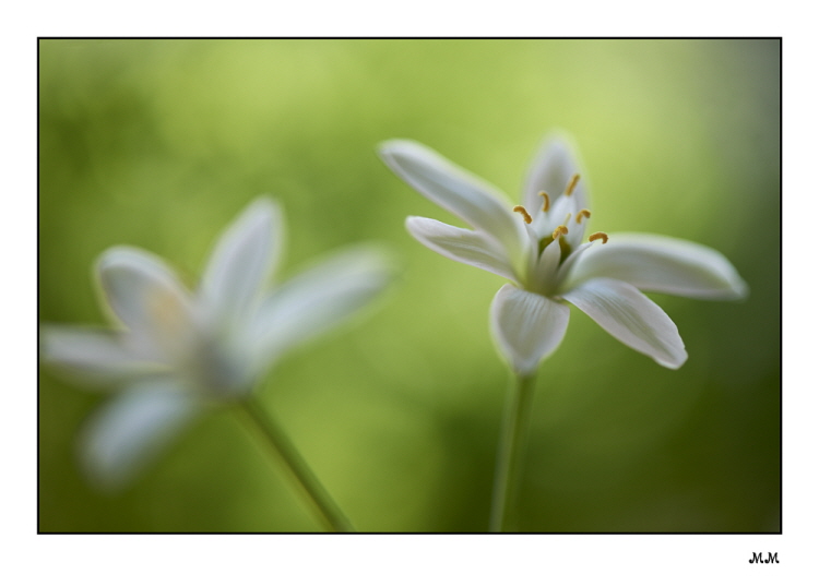 Stern von Bethlehem (Ornithogalum umbellatum)