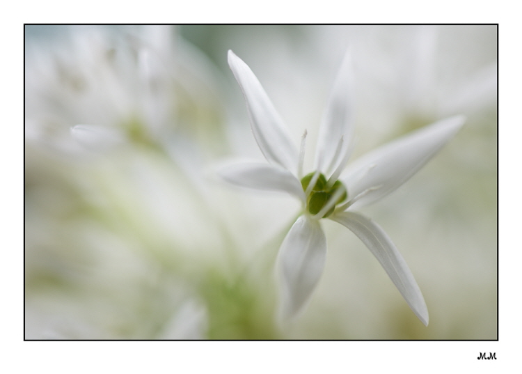 Bärlauch (Allium ursinum)