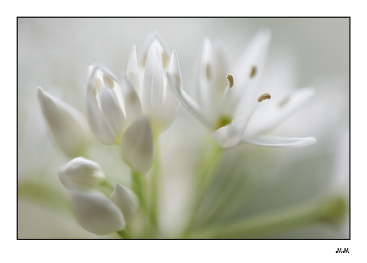 Bärlauch (Allium ursinum)