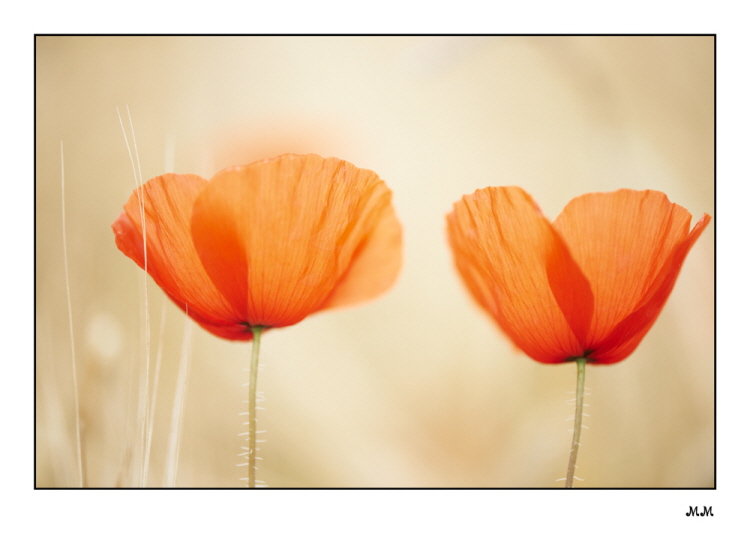 Roter Mohn