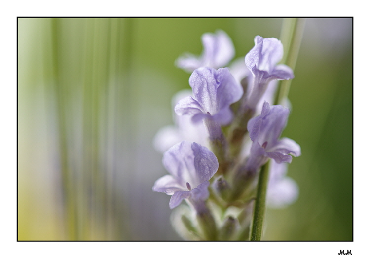 Lavendel