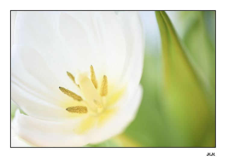 Tulpe